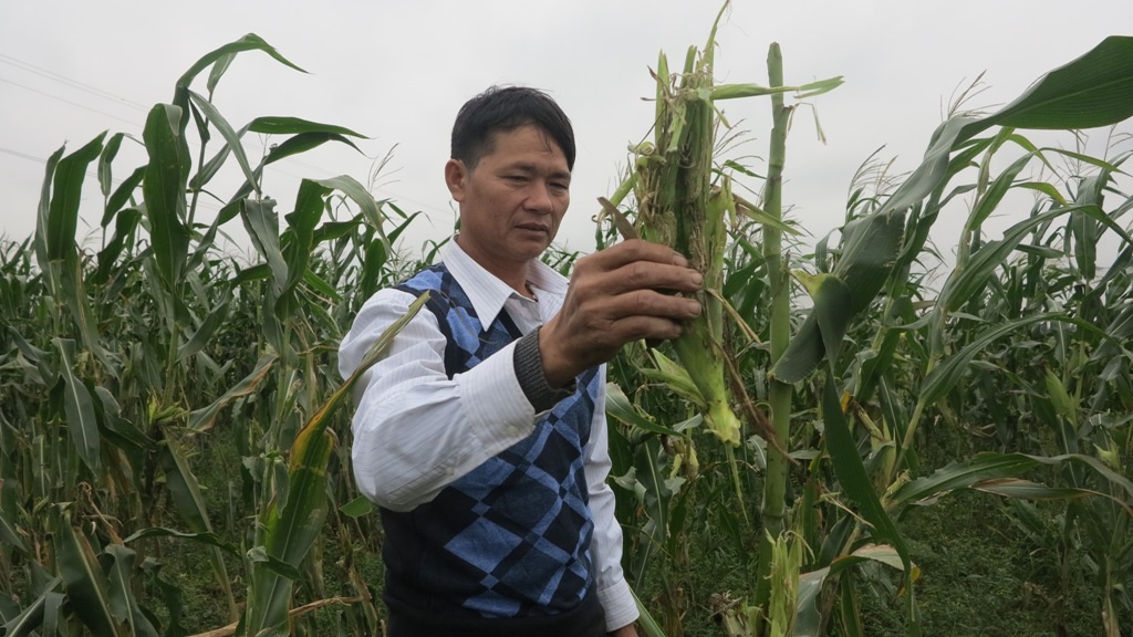 Những bông ngô non bị chuột cắn nát, thiệt hại với người dân là vô cùng lớn.