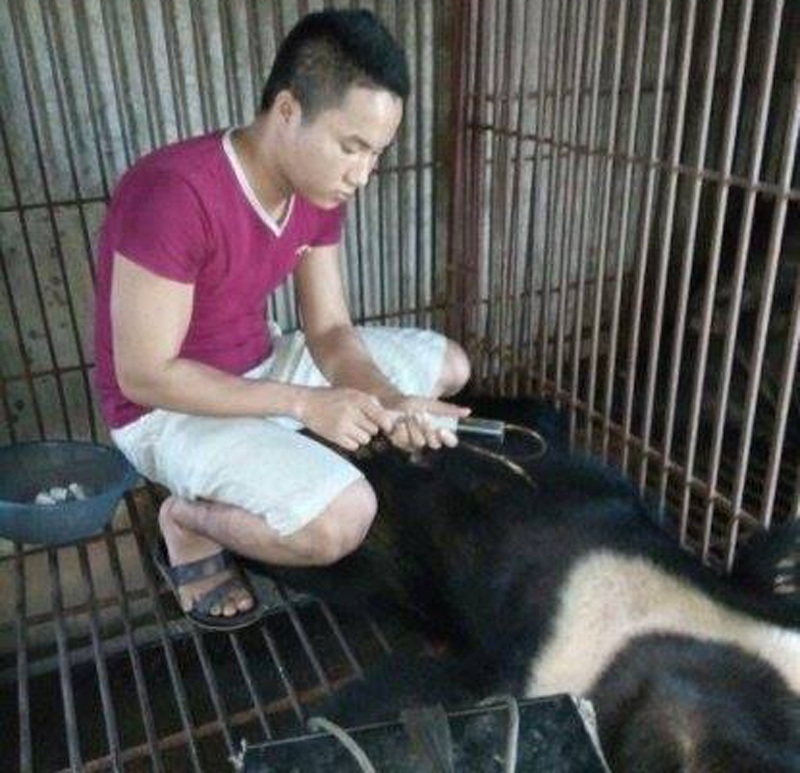 Ngang nhiên rao bán cao hổ, động vật quý hiếm trên Facebook - 6 Chinh đăng hình ảnh đang trực tiếp hút mật từ con gấu.
