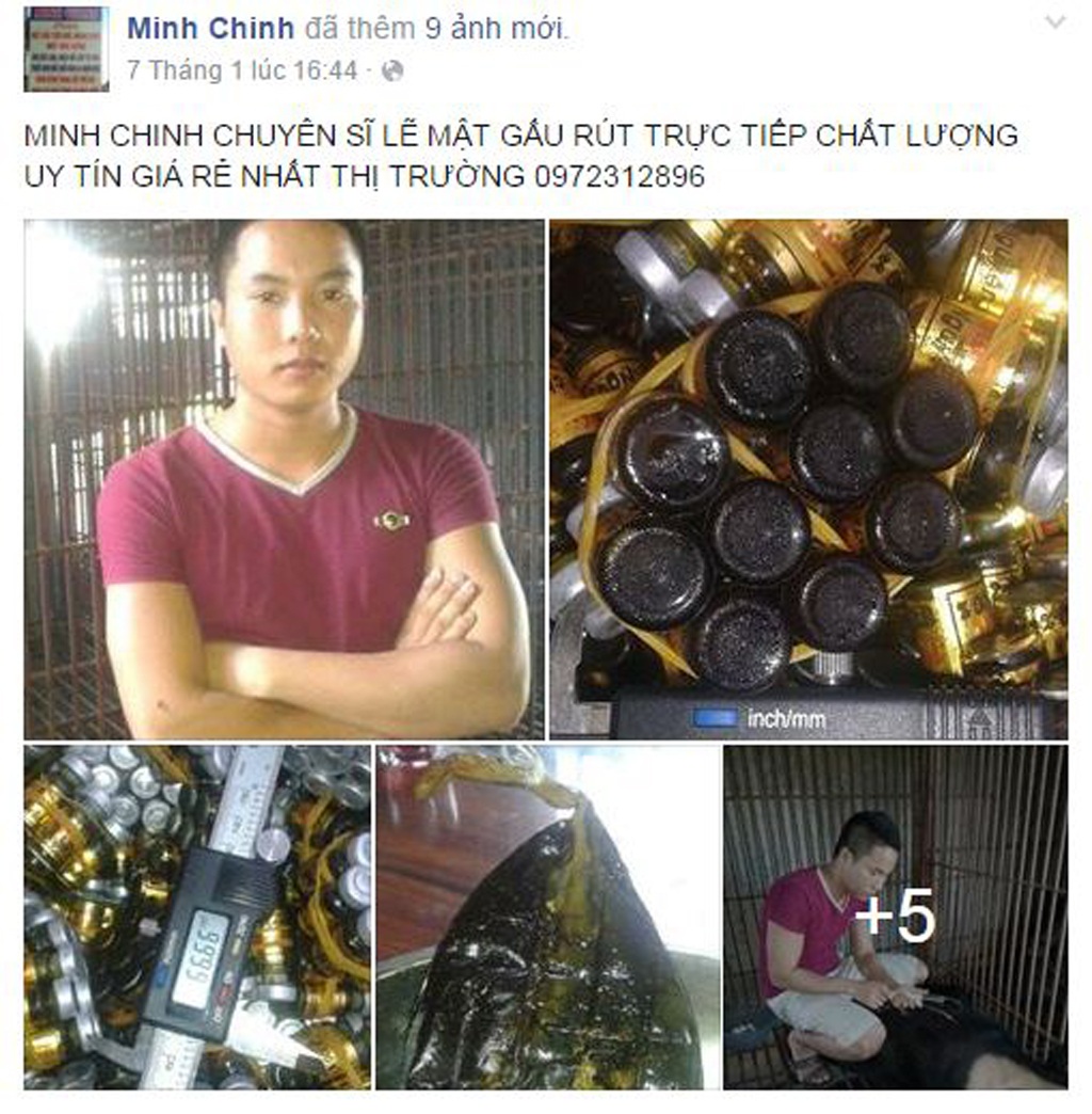 Ngang nhiên rao bán cao hổ, động vật quý hiếm trên Facebook - 1 Ngày 7/1, Chinh đăng lên Facebook loạt ảnh gấu và mật gấu. Chinh rao bán và khẳng định hàng chất lượng, uy tín.