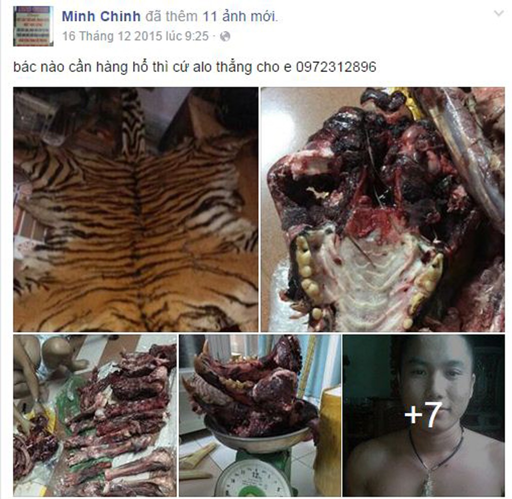 Ngang nhiên rao bán cao hổ, động vật quý hiếm trên Facebook - 4 Chinh thông báo khách hàng cần mua hổ thì gọi điện theo số riêng.
