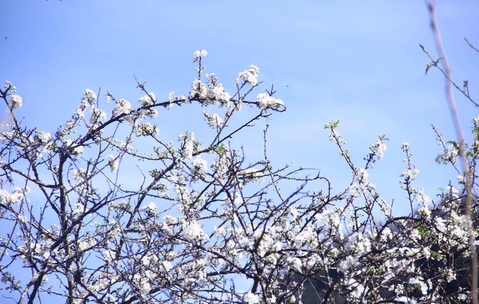 Vẻ đẹp trắng muốt của hoa mận Mường Lống ngày cuối năm.