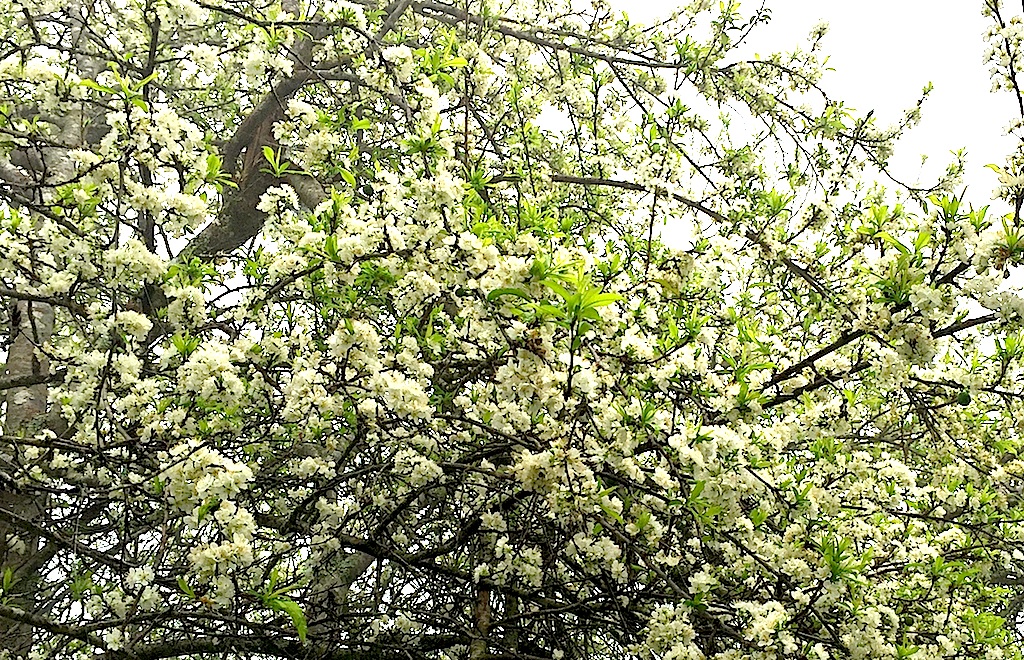 Đẹp ngất ngây hoa mận nở trắng trên cổng trời Mường Lống - 5 Đẹp ngất ngây hoa mận nở trắng trên cổng trời Mường Lống - 5