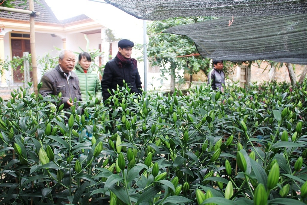 Lão nông "trúng đậm" nhờ trồng hoa ly - 3 Nhiều người dân có mặt tại vườn hoa ông Bình để mua hoa.