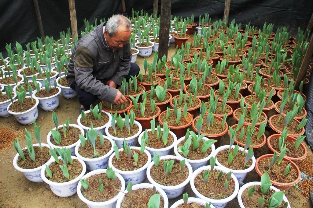 Lão nông "trúng đậm" nhờ trồng hoa ly - 4 Ngoài hoa ly, ông Bình còn ươm hoa tuylip.