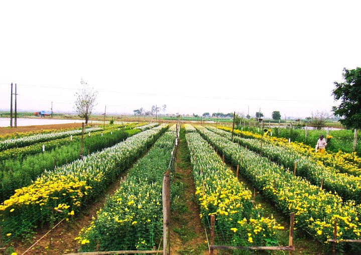 Làng hoa hối hả đón Tết - 1 Vườn hoa Tết của chị Phan Thị Ngọc Tuyết, xóm 6, Diễn Kỷ, Diễn Châu, Nghệ An.