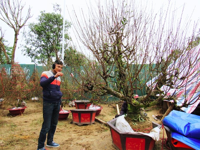 Làng hoa hối hả đón Tết - 8 Gốc đào này được anh Đặng Văn Cường, chủ cửa hàng đào trên đại lộ Lê Nin định giá khoảng 50 triệu đồng, anh cho biết đây là gốc đào thế được nhập về từ Hải Phòng và có tuổi thọ lâu đời.