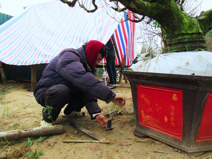 Làng hoa hối hả đón Tết - 10 Chủ cửa hàng hoa đào đang dựng lều để làm nơi nghỉ ngơi vì những ngày này sẽ phải làm việc cả ngày lẫn đêm, phục vụ nhu cầu chơi hoa Tết của khách hàng.