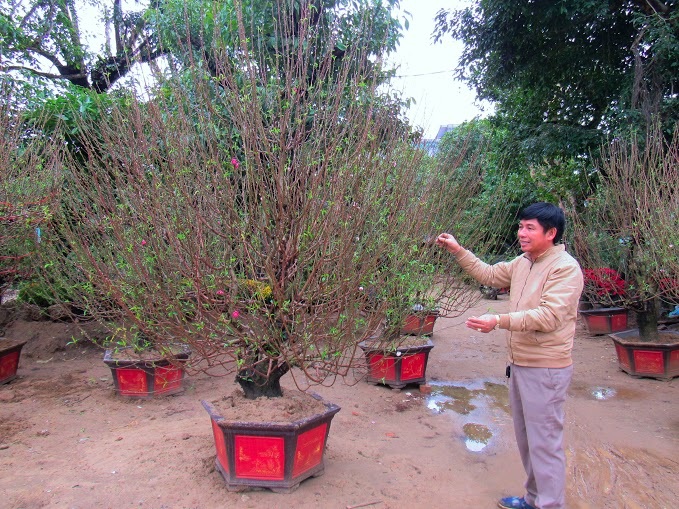 Làng hoa hối hả đón Tết - 5 Chủ cửa hàng cây đào ông Công Vinh trên đại lộ Lê Nin đang chăm sóc cây đào ưng ý nhất của mình. Giá của gốc đào này là 15 triệu đồng, mức giá khá cao so với các gốc khác.