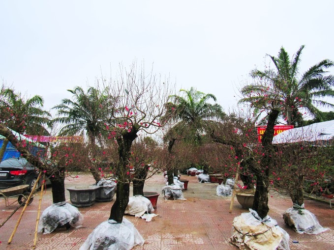 Làng hoa hối hả đón Tết - 7 Những gốc đào Nhật Tân này sẽ có giá không dưới 20 triệu đồng, vì đây là những gốc được trồng lâu năm và có sức sống cao.