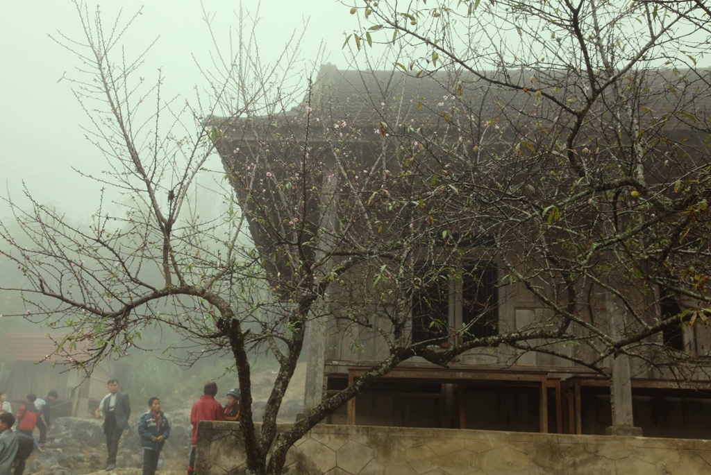 Sắc đào phai ở biên cương xứ Nghệ - 15 Những cây đào hàng chục năm tuổi ở Mường Lống.