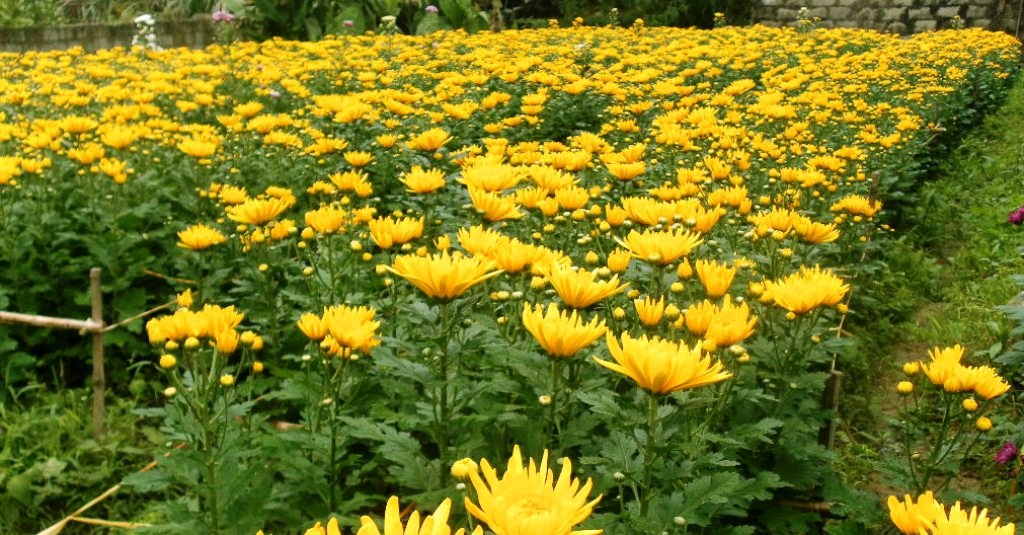 Chúm chím hoa Tết cười chào gió đông - 12