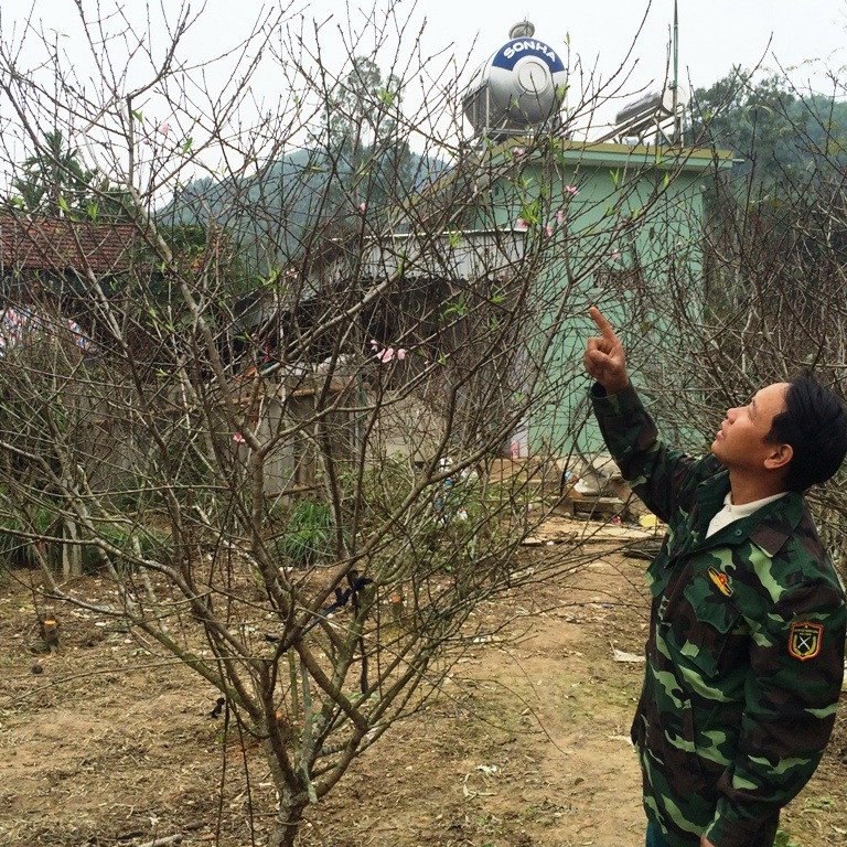 “Mãn nhãn” trước vẻ đẹp của đào quê Xứ Nghệ - 9 Từ ngoài rằm tháng Chạp, nhiều người đã đến các vườn đào của người dân ở xã Kim Thành để đặt hàng bán tết.