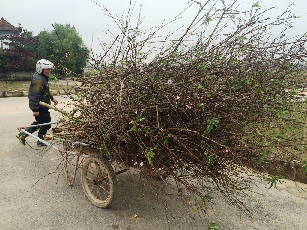 “Mãn nhãn” trước vẻ đẹp của đào quê Xứ Nghệ - 10 Cứ như thế, đào phai Kim Thành được vận chuyển khắp mọi nơi để mang sắc xuân đến cho mọi nhà.