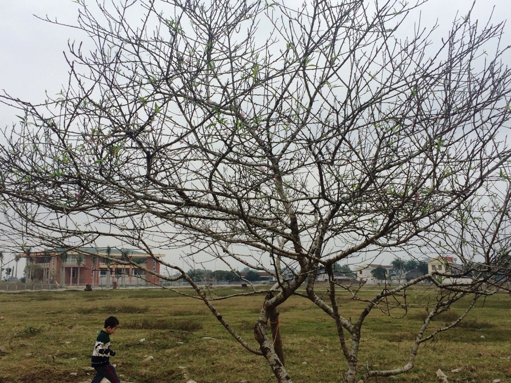 “Mãn nhãn” trước vẻ đẹp của đào quê Xứ Nghệ - 3 Những cành đào phai Kim Thành với dáng đẹp và độc đáo.