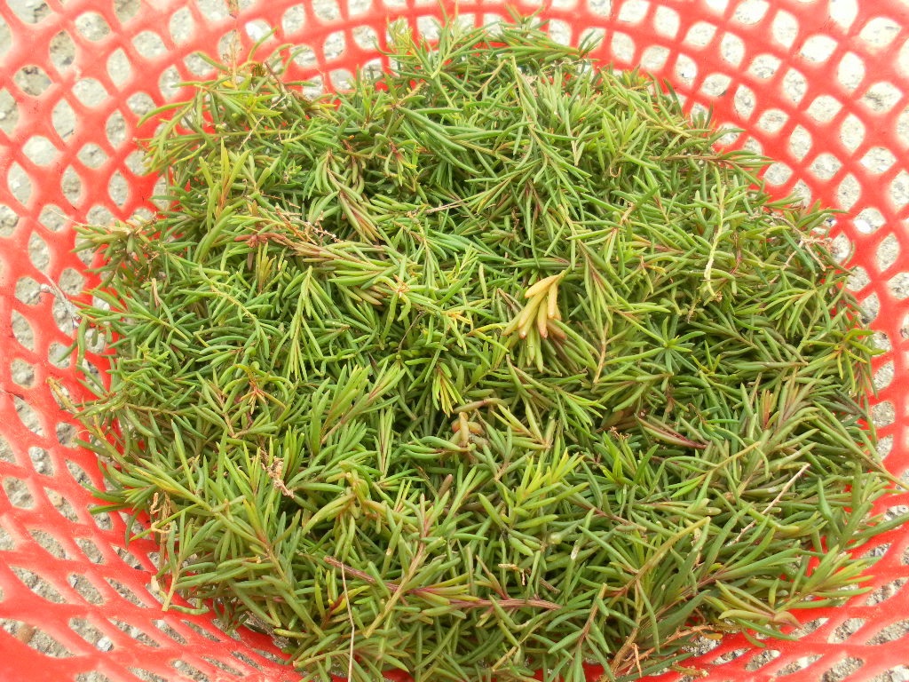 
Rau nhót - món rau dân dã được thực khách ưa chuộng
