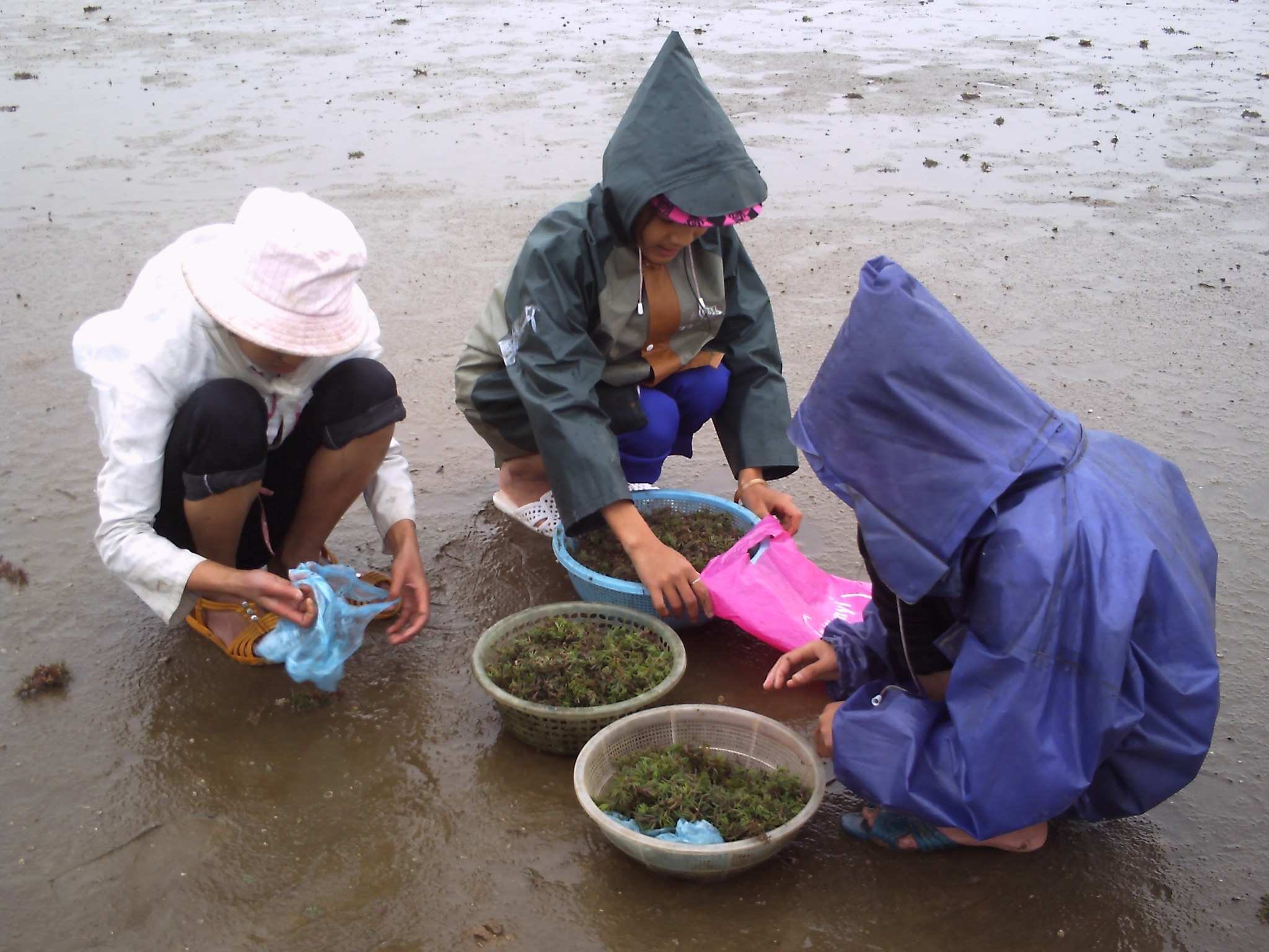 Các em học sinh tranh thủ sau giờ lên lớp đi hái rau nhót.