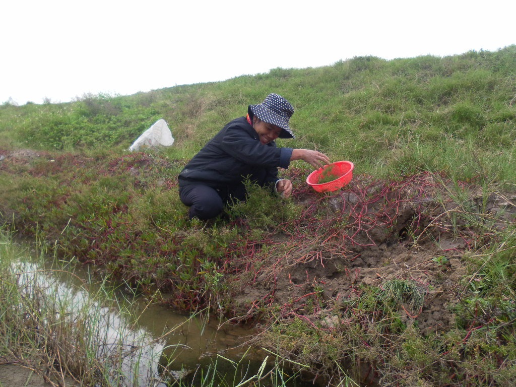 
Phụ nữ vùng ven biển Quỳnh tranh thủ những lúc nông nhàn lại cất công đi tìm rau.

