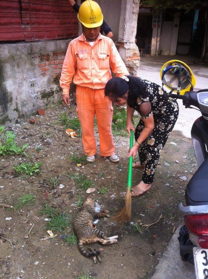Cả khu phố náo loạn vì một chú mèo - 2
Chú mèo xấu số đã chết sau khi nhảy vào trạm điện.