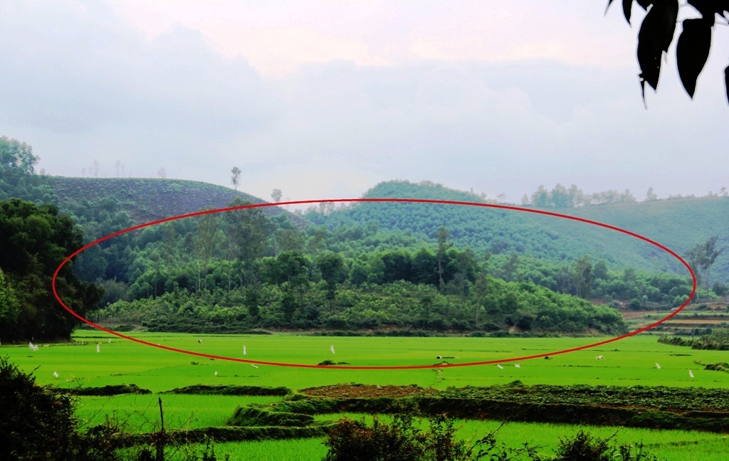 Khi nhận đất để trồng chè, bà Liệu cho biết hình thể của đồi Mụ Điên là nguyên quả đồi.