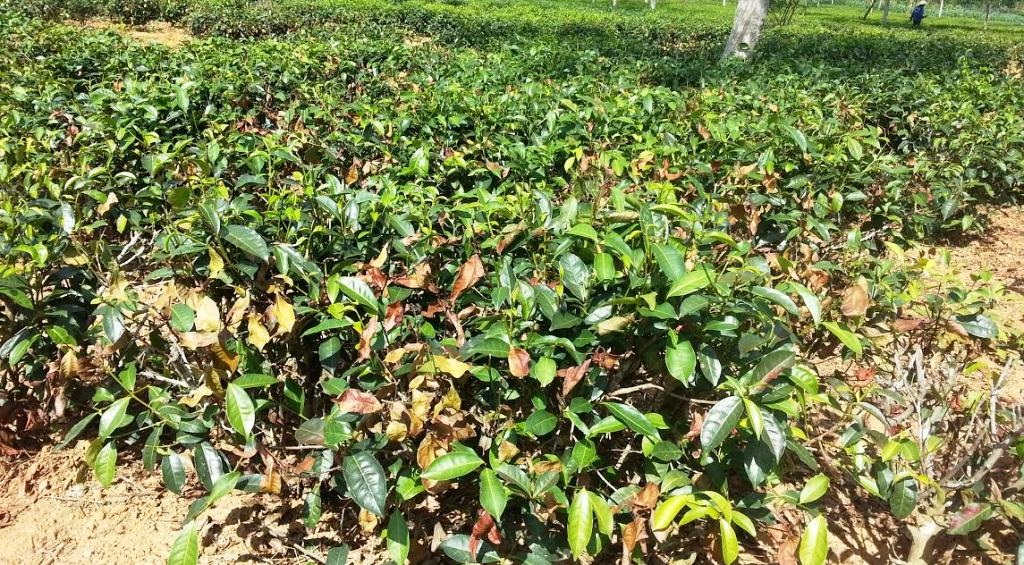 Nông dân điêu đứng vì hàng trăm hecta chè chết cháy - 3 Đến thời điểm này, có đến hàng trăm hecta chè ở Hương Trà đã bị nắng nóng đốt sém.