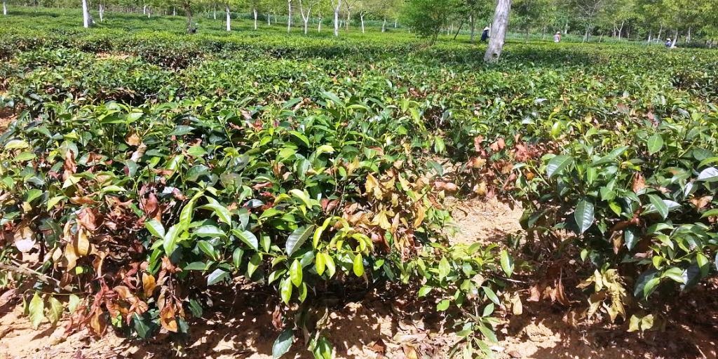 Nông dân điêu đứng vì hàng trăm hecta chè chết cháy - 1 Người trồng chè ở xã Hương Trà đang điêu đứng vì thời tiết.