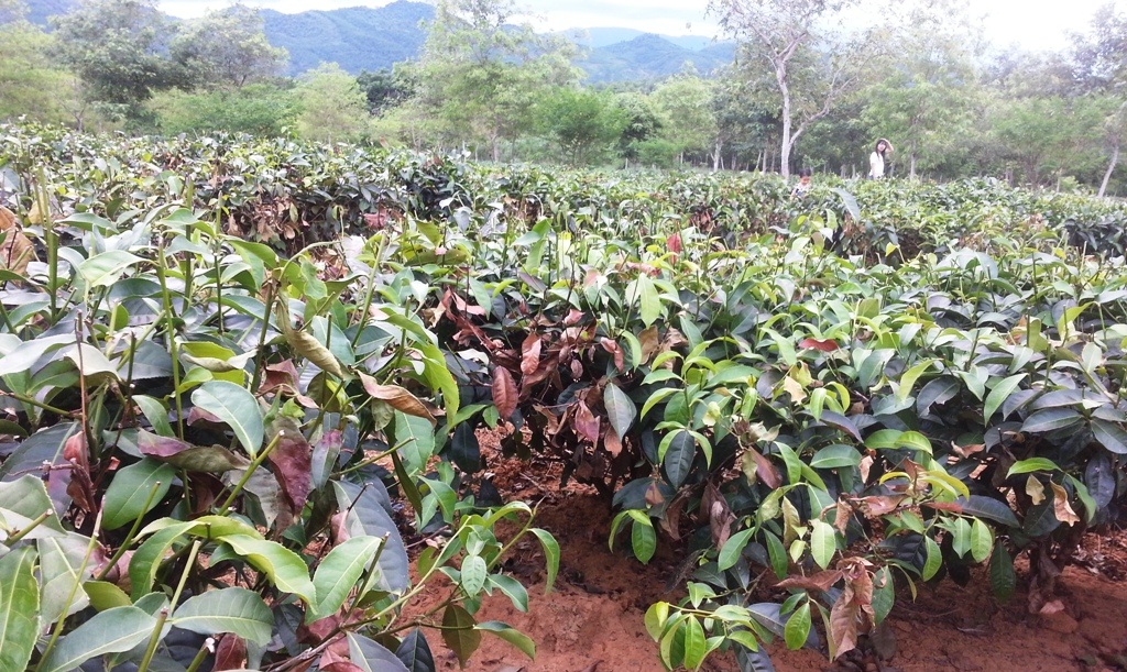 Nông dân điêu đứng vì hàng trăm hecta chè chết cháy - 2 Đã nhiều diện tích chè gần đến mùa thu hoạch bị chết cháy.