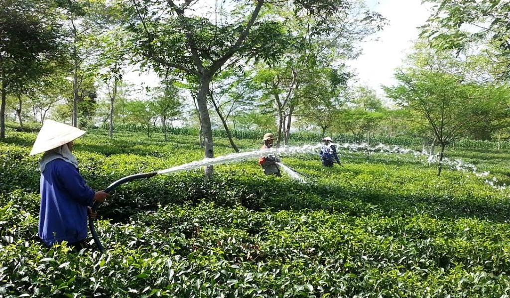 Nông dân điêu đứng vì hàng trăm hecta chè chết cháy - 4 Người dân tìm mọi cách để cứu chè.