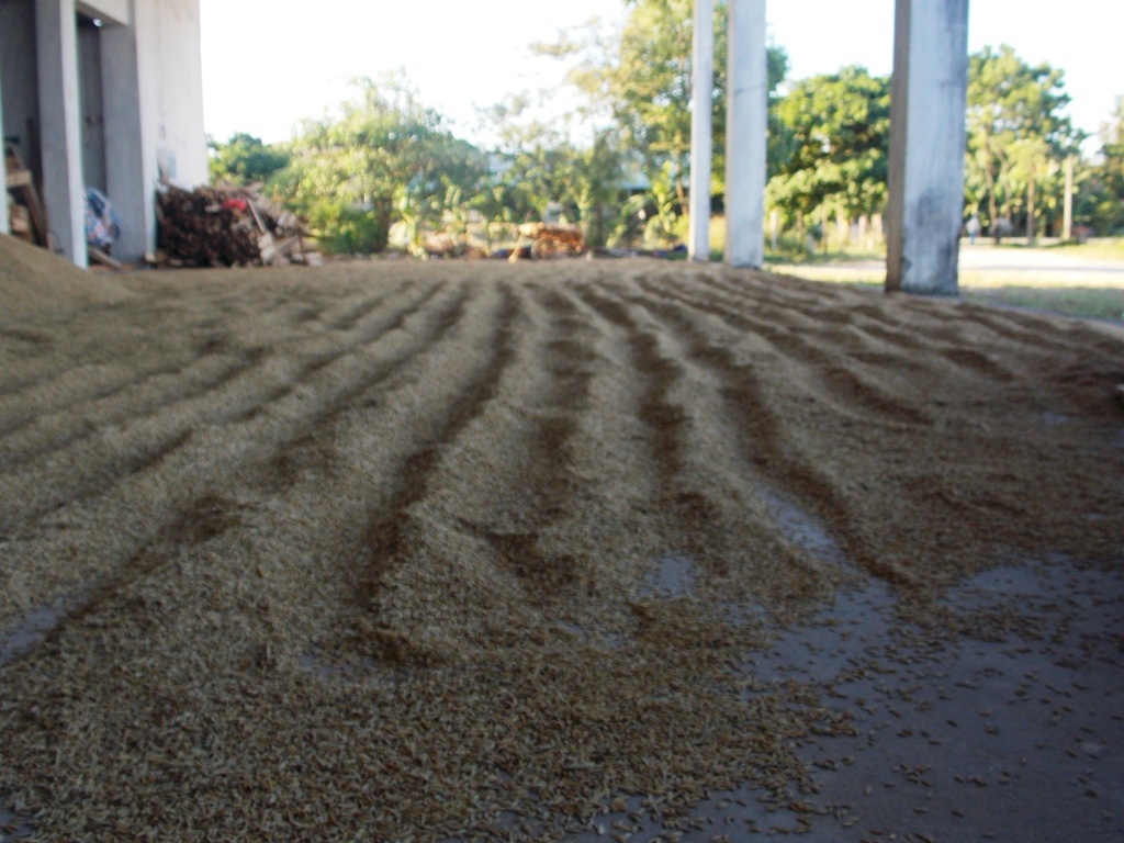 Người dân phơi lúa.