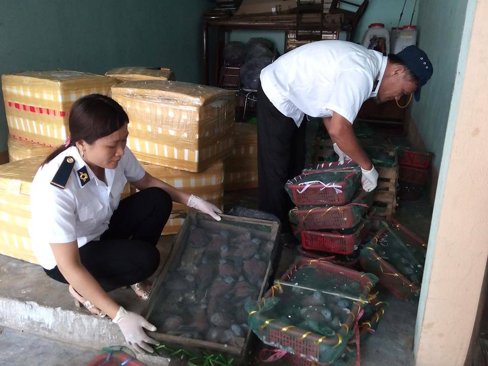 Vận chuyển hàng trăm con chim và nội tạng không có giấy kiểm dịch hợp lệ - 1 Số lượng chim cu không có giấy tờ.