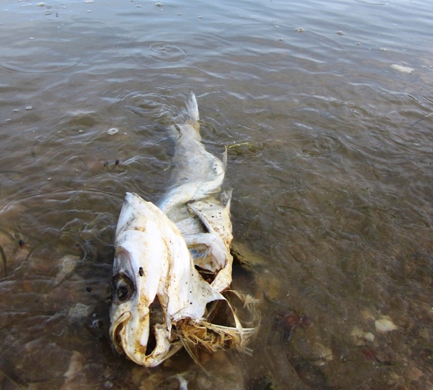 img-4827-1468213281531