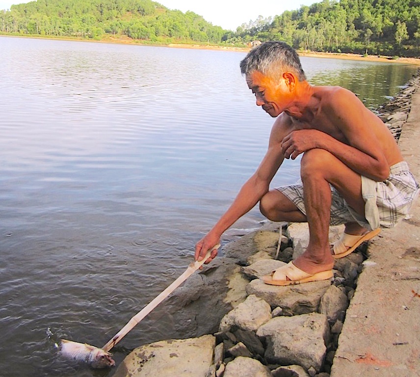 Hàng tấn cá chết đồng loạt trên các hồ, đập - 2