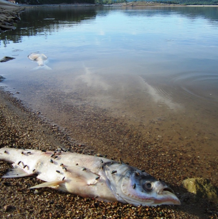 
Cá chết trên hồ Nghi Công Bắc.
