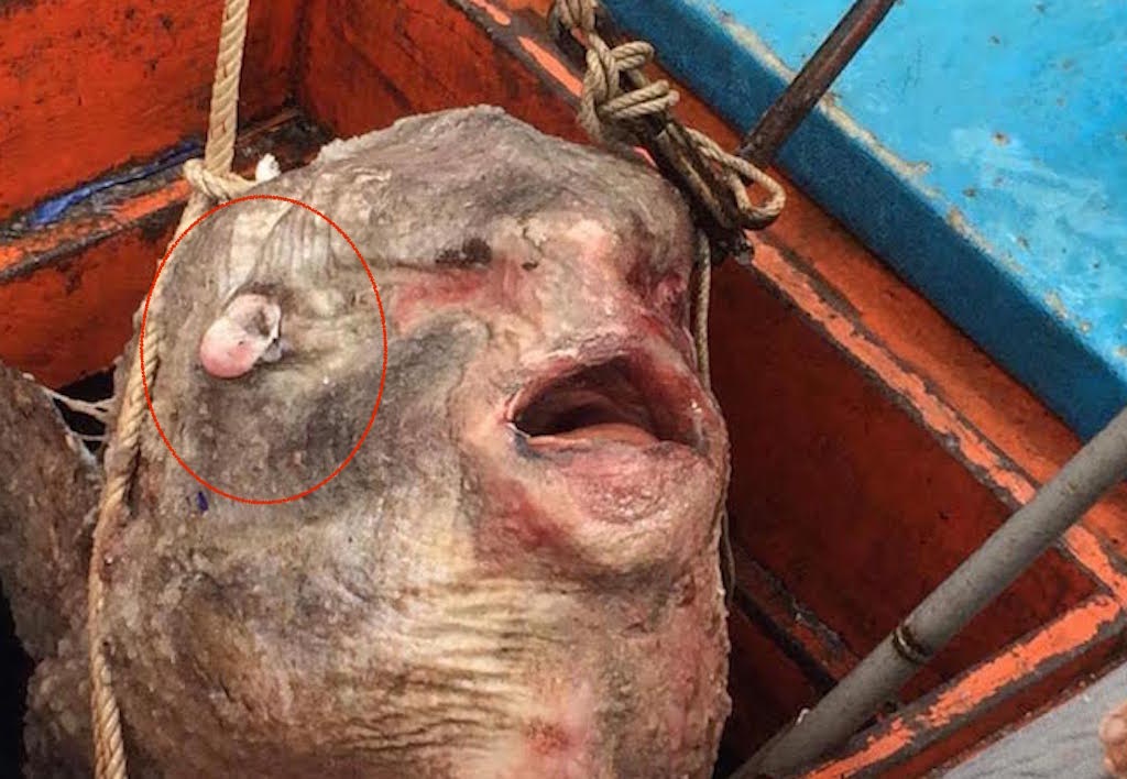 
Con cá khổng lồ có tai khiến ai cũng kinh ngạc.
