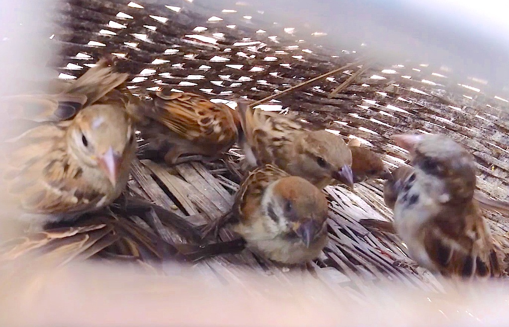 Hàng loạt chim sẻ đã vào lồng.