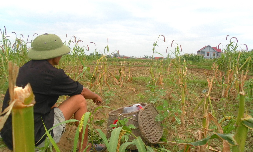 Chực chờ những cánh chim sa lưới.