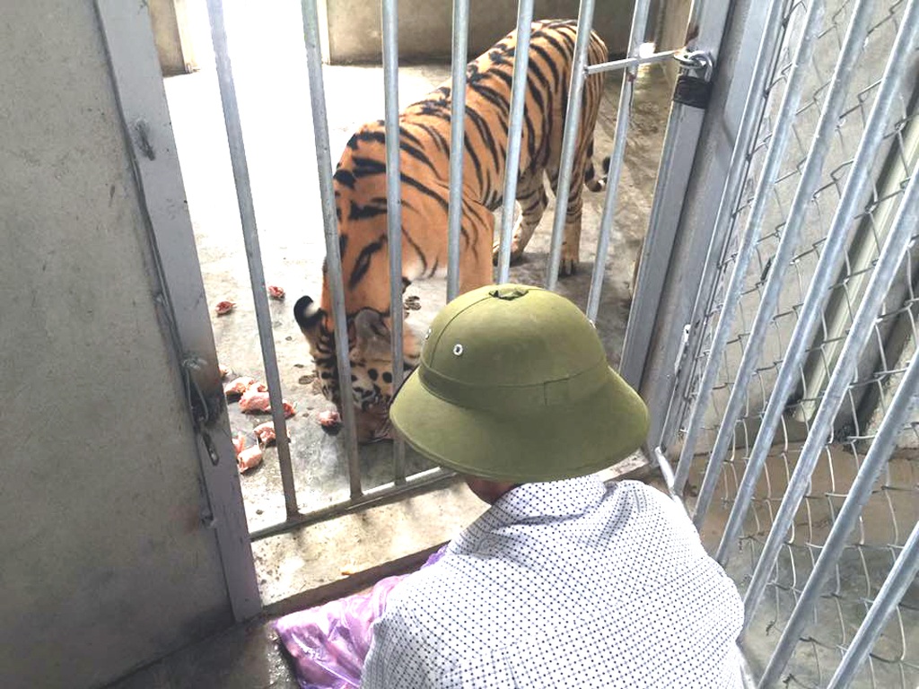 Người chăm sóc hổ tại khu sinh thái Hòn Nhạn.