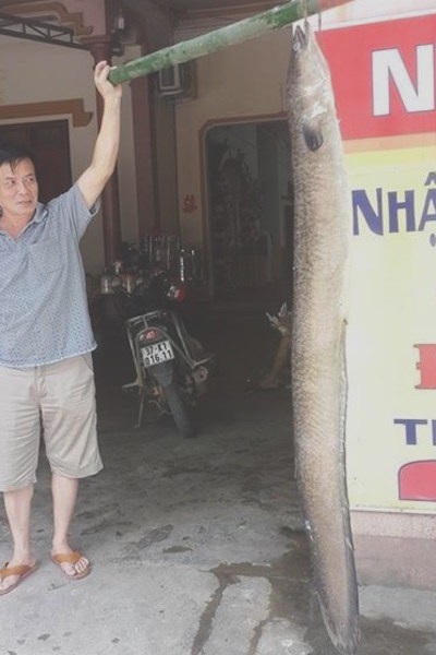 Bắt được cá chình "khủng" nặng 16 kg - 2 Con cá chình dài hơn 1m, nặng 16kg.