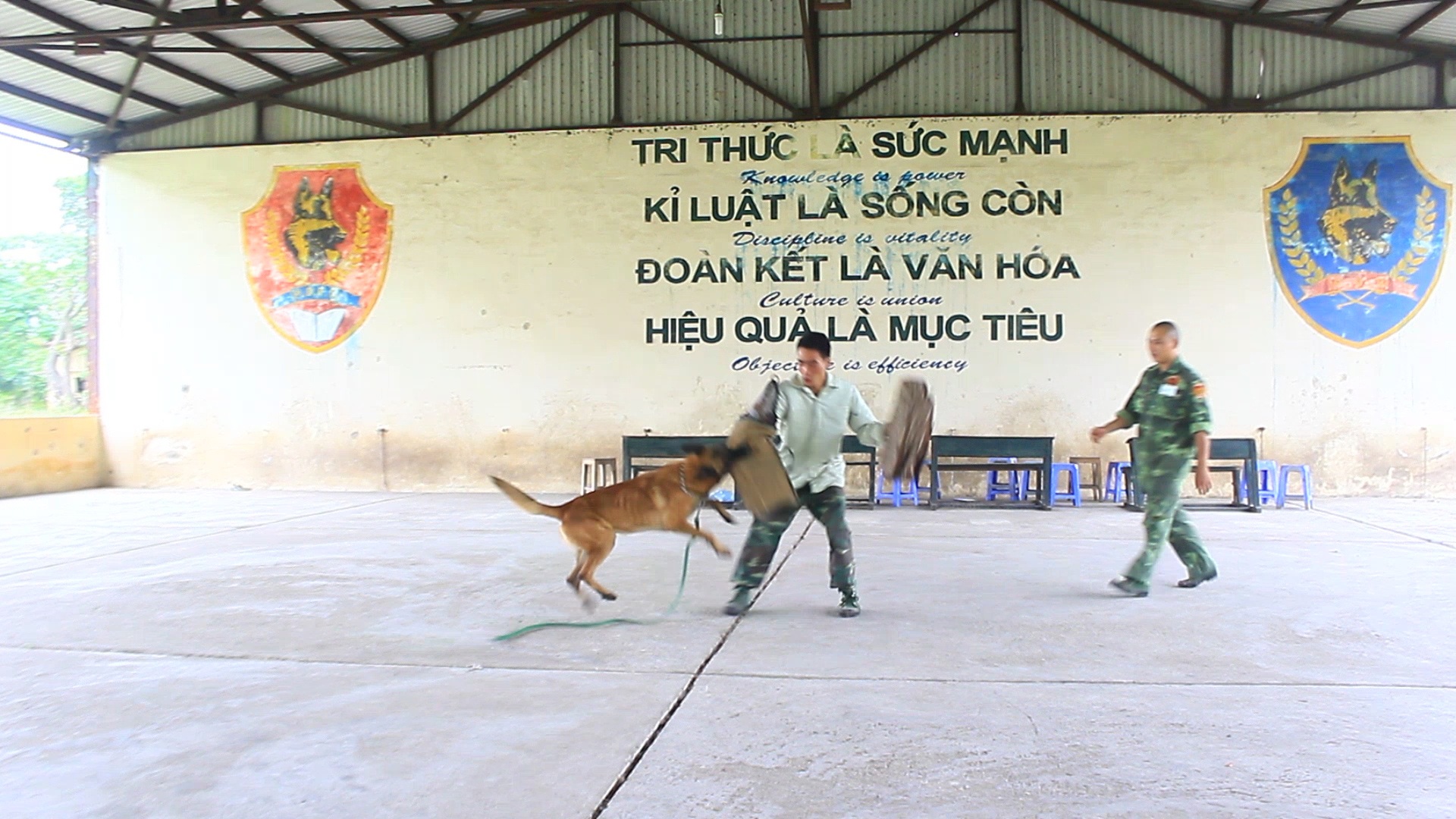 Nghề độc: Dạy ngoại ngữ cho chó thu về trăm triệu mỗi tháng - 1 Những chú chó được học cách bảo vệ chủ khi chủ nhân bị tấn công