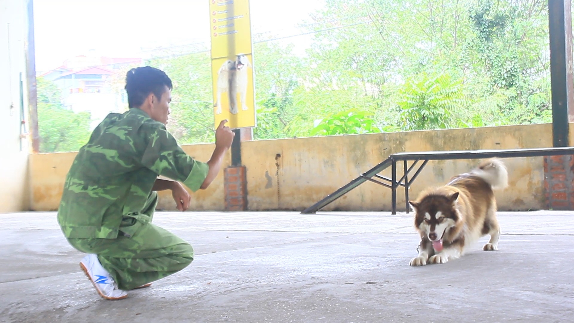 Nghề độc: Dạy ngoại ngữ cho chó thu về trăm triệu mỗi tháng - 2 Để tốt nghiệp các chú chó phải được rèn luyện qua nhiều bài tập khác nhau