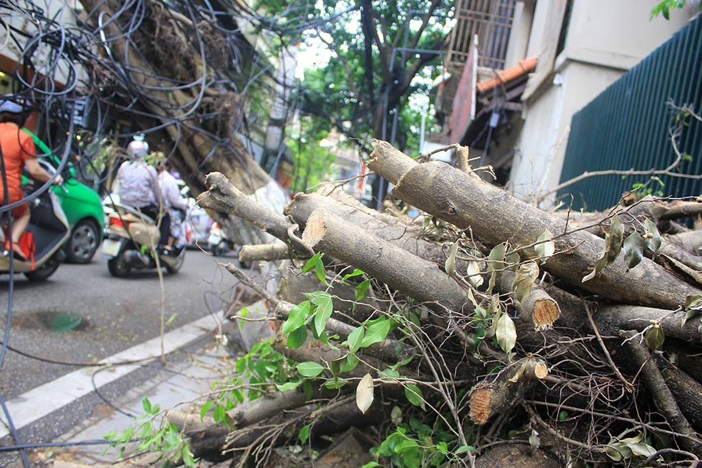 
Đống cành cây đã cắt bỏ vẫn nằm bên đường
