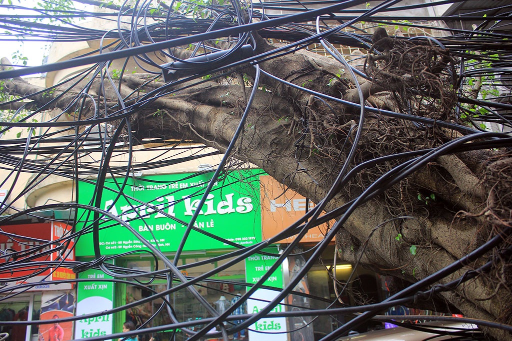 
Chính bó dây cáp chằng chịt vô tình bị cây đổ đè lên đã níu giữ thân cây to lớn, thường trực nguy cơ đứt dây đe dọa tính mạng người đi đường.
