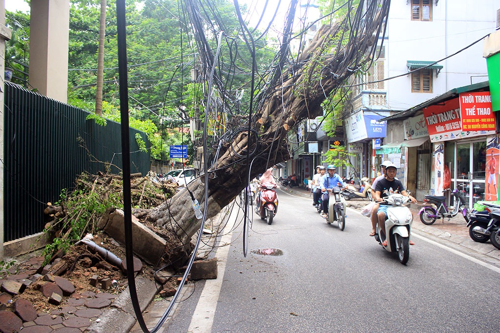 
Cả gốc cây to sà hẳn xuống mặt đường nhưng vẫn chưa được di chuyển.
