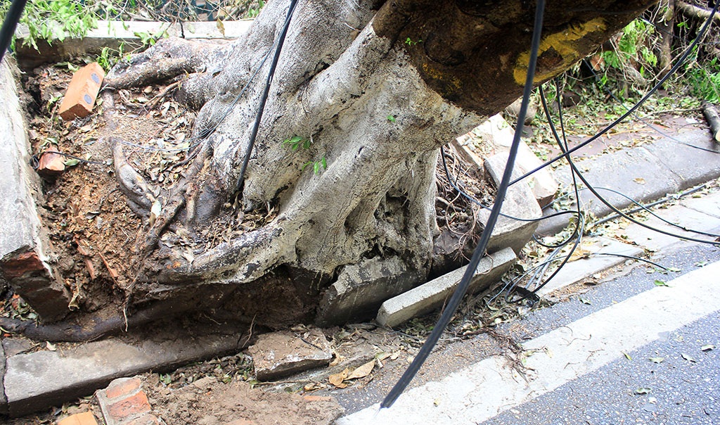 
Toàn bộ phần gốc cây cổ thụ này đã bung lên.
