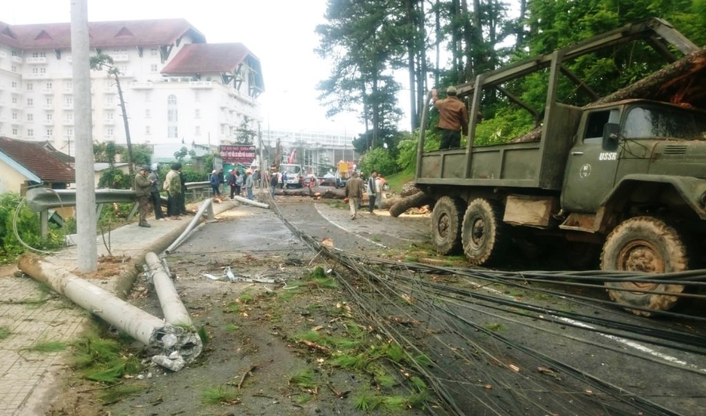 Thông cổ thụ đổ làm gãy nhiều cột điện giữa trung tâm thành phố Đà Lạt