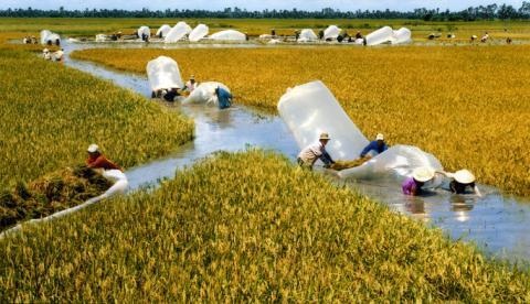 Nghịch lý gạo Việt: Hàng “xịn” xuất khẩu rẻ hơn bán trong nước - 1
(Ảnh minh hoạ).