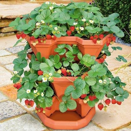 Giới trẻ Hà Thành "rộ mốt" tự trồng hoa cảnh độc lạ chơi Tết - 3 Dâu tây đỏ lạ mắt vừa để ngắm Tết, vừa có thể ăn.
