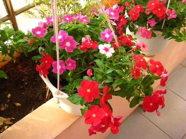 Giới trẻ Hà Thành "rộ mốt" tự trồng hoa cảnh độc lạ chơi Tết - 8 Giới trẻ Hà Thành "rộ mốt" tự trồng hoa cảnh độc lạ chơi Tết - 8