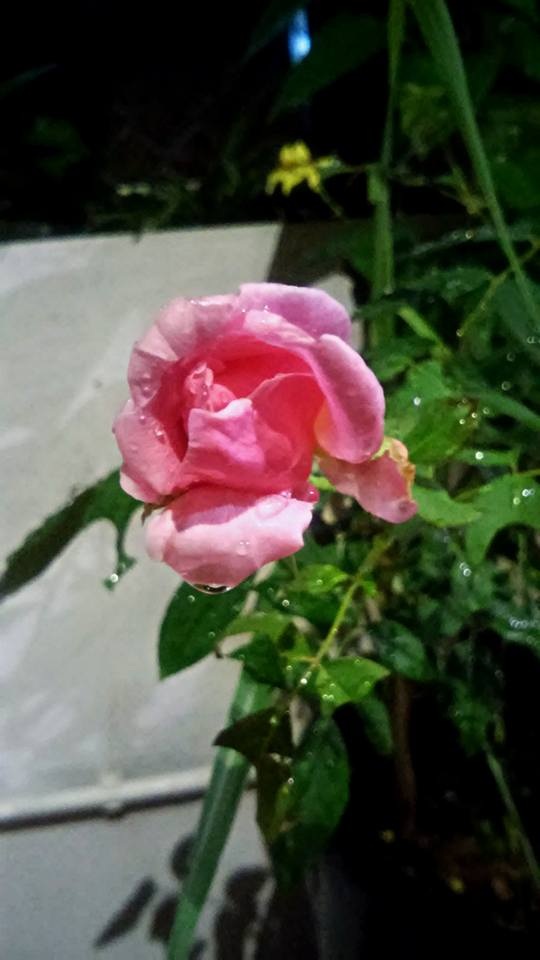 Giới trẻ Hà Thành "rộ mốt" tự trồng hoa cảnh độc lạ chơi Tết - 1 Nhiều người thích thú với việc tự trồng, chăm sóc một chậu hoa cảnh.