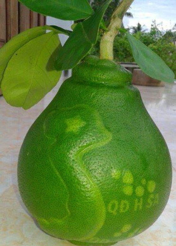 Dân thành phố rục rịch “săn lùng” trâu rừng gác bếp, chim quý “nghìn đô” làm quà Tết - 4
Dịp Tết Bính Thân năm nay, sẽ có hàng trăm trái bưởi nổi bản đồ Việt Nam với giá từ 1,3 triệu đồng/trái được đưa ra thị trường.