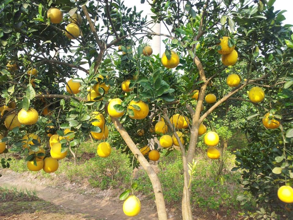 Dân thành phố rục rịch “săn lùng” trâu rừng gác bếp, chim quý “nghìn đô” làm quà Tết - 8 Bưởi Diễn có nguồn gốc từ làng Phú Diễn (Từ Liêm, Hà Nội) thường được thương lái và người sành ăn đặt hàng từ trước Tết hàng tháng trời. Giá loại quả đặc sản này trước Tết hai tháng, mua tại vườn, hiện khoảng 30.000-50.000 đồng/quả.